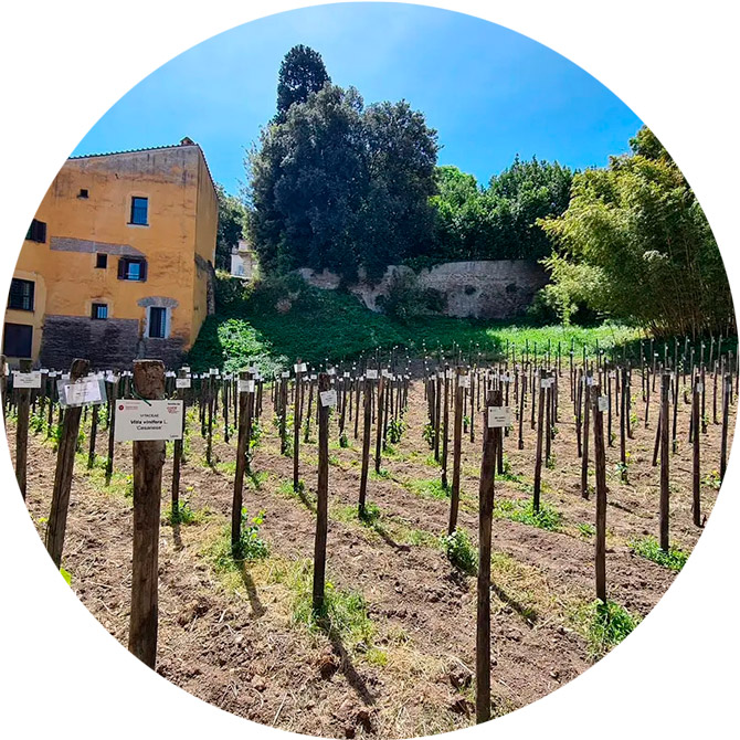 Roma-Hortus-Vini_2022_vigneto-italia