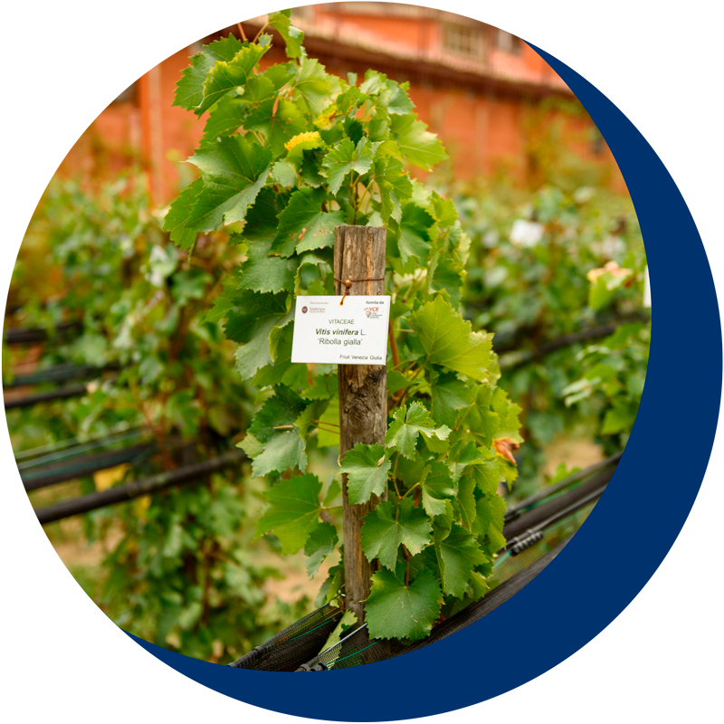 Roma-Hortus-Vini-2023_vigneto-italia